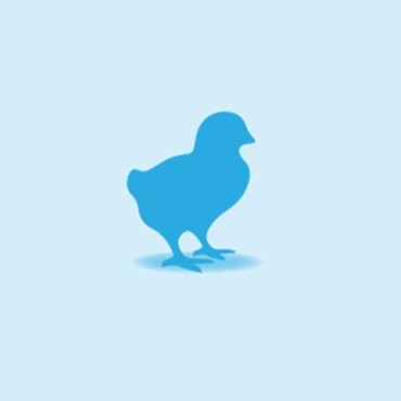 Illustration of a Chick